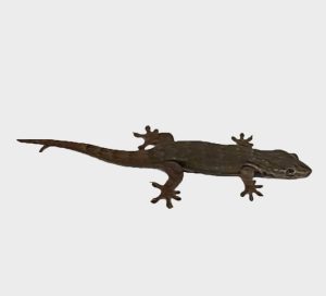 lézard-marquisien-pris -en-photo-par-tavaiki-pattoo